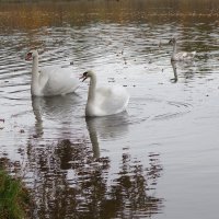 Лебеди в городском парке :: Рита Симонова