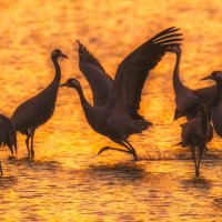 Танцы на рассвете :: svabboy photo