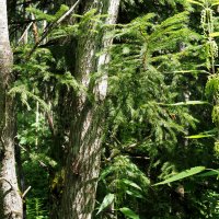 Лес :: Игорь Белоногов Лес :: Игорь Белоногов