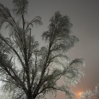 *** :: Яна Горбунова