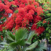 Делоникс. :: Argaman Табашник