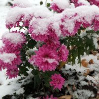 Ушли непобеждёнными... :: Андрей Заломленков