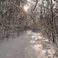 Пробираясь в зимней чаще... :: Андрей Заломленков