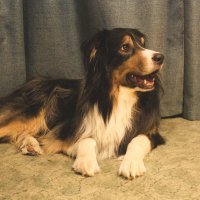 аусси "Фантом" :: Артём 