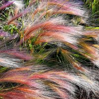 Злаковые травы :: Hope 