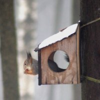 Белка :: Сергей Владимирович Егоров