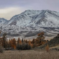 Курайский хребет осенью :: елена беликова