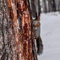 Братва, еду несут! :: Михаил Петрик