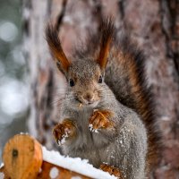 Опа... Какие люди! :: Михаил Петрик Опа... Какие люди! :: Михаил Петрик