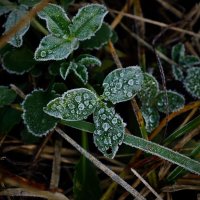 ..."монпансье" декабря... :: Александр Герасенков ..."монпансье" декабря... :: Александр Герасенков
