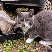 Почти подружились :: Владимир Иванович