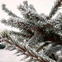 Ель :: Юлия Петлякова