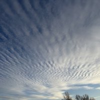 Раз полоска, два полоска… :: Ольга Савельева 