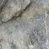 Отпечаток древности :: Ольга Савельева Отпечаток древности :: Ольга Савельева