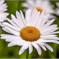 Про июнь... :: Aquarius - Сергей