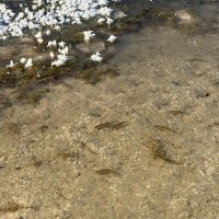 Рыбки :: Ольга Савельева 