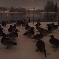 Утки :: Сапсан 