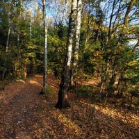 Один день в октябре-2023 в Лосином острове :: Андрей Лукьянов