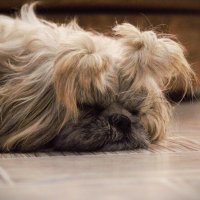 Лола, отсыпаеться! Новый Год на носу! :: Юрий Полторыхин.