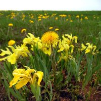 В кругу друзей. :: nadyasilyuk Вознюк В кругу друзей. :: nadyasilyuk Вознюк