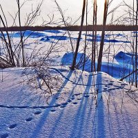 Февраль...Овраги и лисий наброд! :: Владимир 