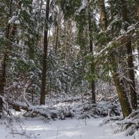 Зимний пейзаж :: Владимир Лазарев Зимний пейзаж :: Владимир Лазарев