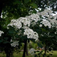 Весна :: Роман Савоцкий