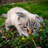 Кошка Нюша . :: Сергей Гибков Кошка Нюша . :: Сергей Гибков