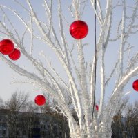 зимние яблоки... :: Галина Флора