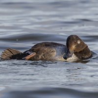 турпан. :: юрий макаров турпан. :: юрий макаров