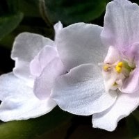 Фиалка :: Елена Семигина