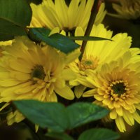 Жёлтые хризантемы :: Валентин Семчишин Жёлтые хризантемы :: Валентин Семчишин