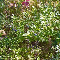 Черника. :: ВикТор Быстров Черника. :: ВикТор Быстров