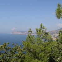 Природа Крыма :: Amazing Cosmea