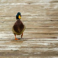 _____ :: Галина Ложечникова