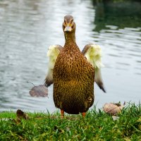 _____ :: Галина Ложечникова