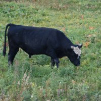 Хозяин стада. :: сергей ермошкин