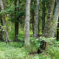Лес :: Игорь Белоногов