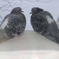 Зима :: Венера Чуйкова