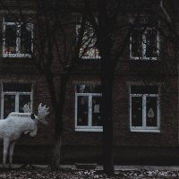 Лось обыкновенный, городской :: Артём 