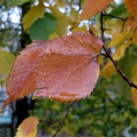 Сентябрь :: Татьяна Львова