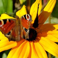 опять про бабочек...198 :: Александр Прокудин опять про бабочек...198 :: Александр Прокудин