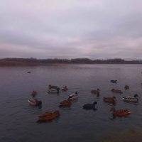 Утки на закате :: Сапсан 