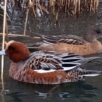 Свиязи :: Сапсан 