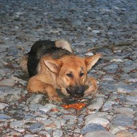 Каньон реки Мзымта Сочи :: Tata Wolf