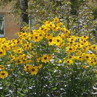 О лете. Желтый цвет :: Фотогруппа Весна О лете. Желтый цвет :: Фотогруппа Весна