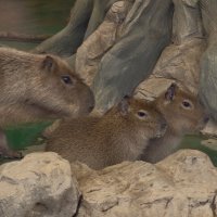 Капибара с малышами :: <<< Наташа >>> Капибара с малышами :: <<< Наташа >>>