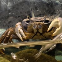 Краб :: <<< Наташа >>> Краб :: <<< Наташа >>>