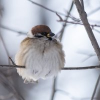 Холодно :: Виктор Иванович Чернюк Холодно :: Виктор Иванович Чернюк
