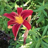 О лете.. Красный и зеленый :: Фотогруппа Весна О лете.. Красный и зеленый :: Фотогруппа Весна